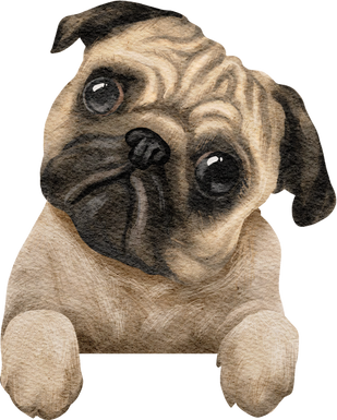 Watercolor Pug Dog Illustration